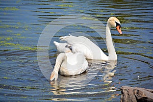 White swans are birds of the family Anatidae