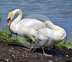 White swans are birds of the family Anatidae