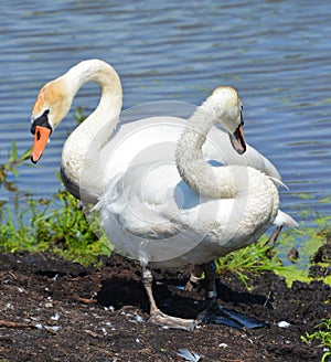 White swans are birds of the family Anatidae