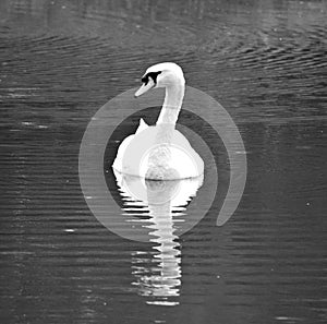 White swans are birds of the family Anatidae