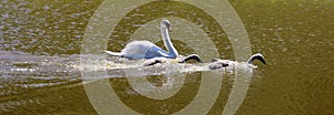 White swans are birds of the family Anatidae