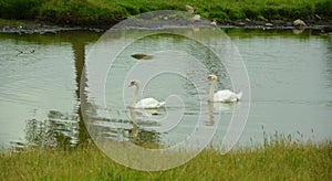 White swans are birds of the family Anatidae within the genus Cygnus.