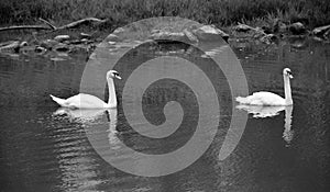 White swans are birds of the family Anatidae within the genus Cygnus.