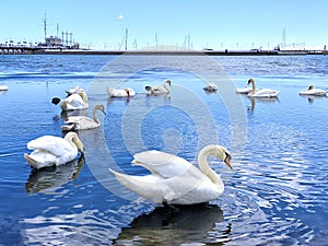 White swans on blue sea