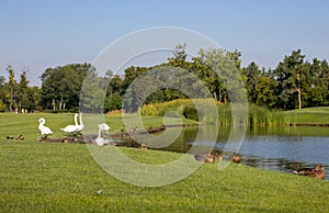 White swans and brown ducks near lake in summer park. Season landscape. Beautiful countryside with birds and pond.