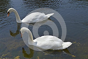White swans in a canal off the St. lawrence River in Gananoque