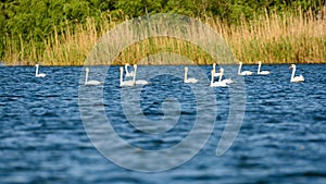 White swans colony on lake from in Danube Delta , Romania wildlife bird watching