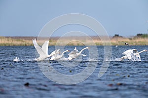 White swans colony on lake from in Danube Delta , Romania wildlife bird watching