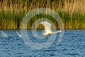 White swans colony on lake from in Danube Delta , Romania wildlife bird watching