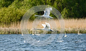 White swans colony on lake from in Danube Delta , Romania wildlife bird watching