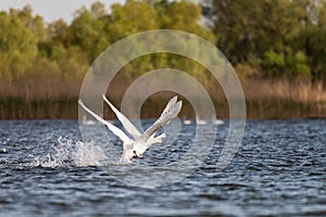 White swans colony on lake from in Danube Delta , Romania wildlife bird watching