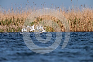 White swans colony on lake from in Danube Delta , Romania wildlife bird watching