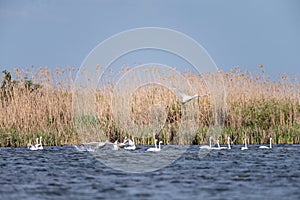 White swans colony on lake from in Danube Delta , Romania wildlife bird watching