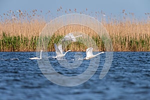 White swans colony on lake from in Danube Delta , Romania wildlife bird watching