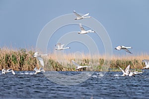White swans colony on lake from in Danube Delta , Romania wildlife bird watching
