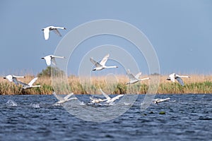 White swans colony on lake from in Danube Delta , Romania wildlife bird watching