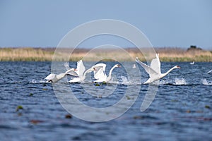 White swans colony on lake from in Danube Delta , Romania wildlife bird watching