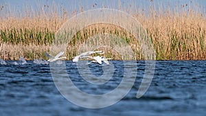 White swans colony on lake from in Danube Delta , Romania wildlife bird watching