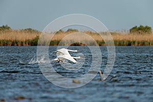 White swans colony on lake from in Danube Delta , Romania wildlife bird watching