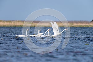 White swans colony on lake from in Danube Delta , Romania wildlife bird watching