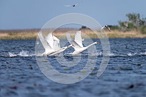 White swans colony on lake from in Danube Delta , Romania wildlife bird watching