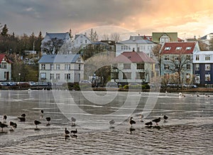 White swans and colored ducks swimming on city lake in Rejkjavik, Iceland