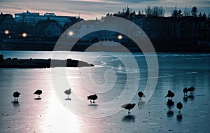 White swans and colored ducks swimming on city lake in Rejkjavik, Iceland