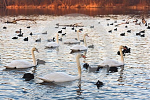 White swans and coots on lake background. Wildlife in Austria photo