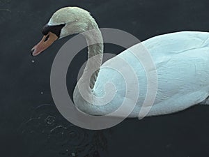 White, swans, drops, wather, head, coasts, island, croatia, beauty