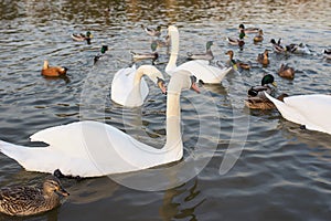 White swans and ducks
