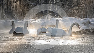 white swans, ducks on frozen lake and steam coming from the water