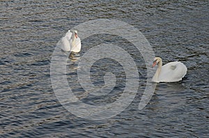 WHITE SWANS ENJOY SUNDAY IN COPENHAGEN DENMARK