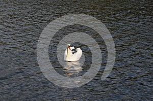 WHITE SWANS ENJOY SUNDAY IN COPENHAGEN DENMARK