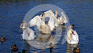 White swans family