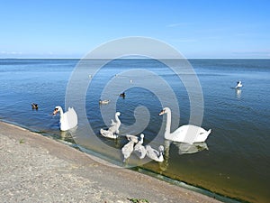 White swans family floating in water