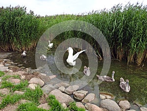 White swans family floating in water