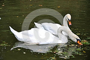 White swans floats in the pond of National Arboretum Sofiyivka in Ukraine