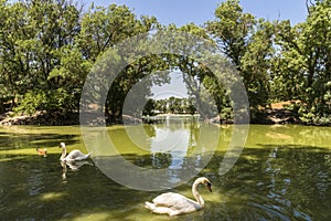 White swans floats in the pond, zoological garden of the National Reserve Askania-Nova, Ukraine