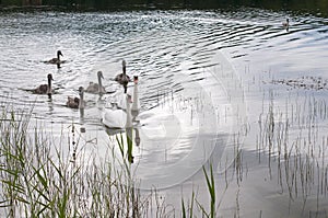 White swans with a flock of small swans on a forest lake