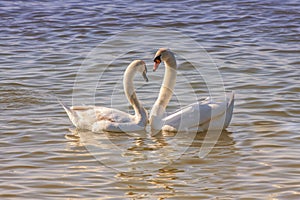White swans forming a heart with their necks in the water