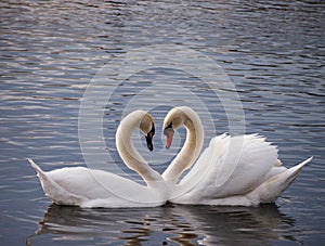 Blanco cisnes corazón 