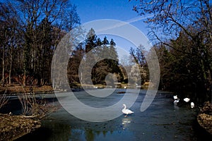 White swans on lake