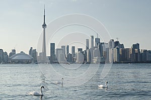 White swans in the lake in front of Toronto downtown view
