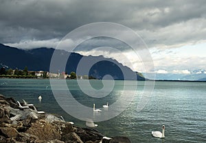 White swans on Lake Geneva, Switzerland