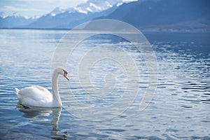 white swans at Lake Geneva in Vevey, Switzerland