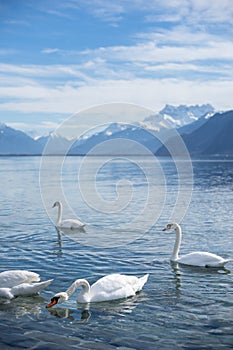 white swans at Lake Geneva in Vevey, Switzerland