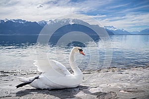 white swans at Lake Geneva in Vevey, Switzerland