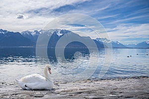 white swans at Lake Geneva in Vevey, Switzerland