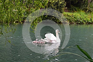 White swans on the lake in Sochi photo