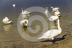 A white swans at the lake Somynets, Shatsk, Ukraine